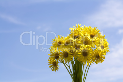 Bouquet of yellow flowers