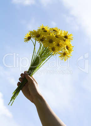 Yellow daisy flowers