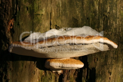 Schmetterlingsporlinge mit Schneehaube