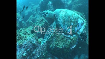 sea turtle underwater diving video