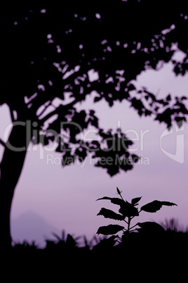 Silhouette of big tree and a small plant