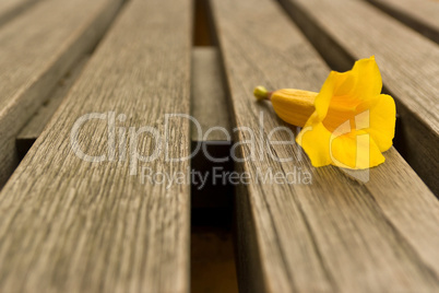 Yellow flower on chair