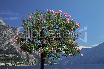 Nerium oleander, Oleanderbaum am Gardasee