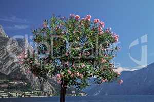 Nerium oleander, Oleanderbaum am Gardasee
