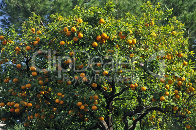Orangenbaum bei Diano Castello, Ligurien, Italien