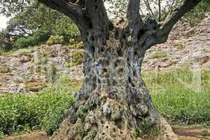 Olea europaea, Olivenbaum, Ölbaum am Pont du Gard