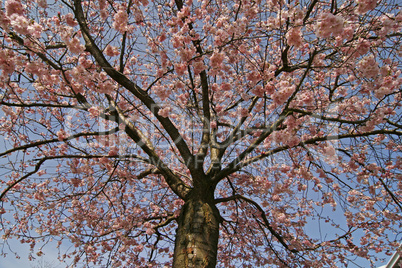 Prunus, Japanischer Kirschbaum