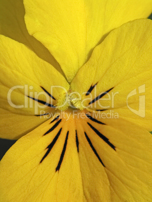 Viola wittrockiana 'Crono Yellow', Stiefmütterchen