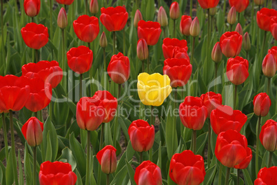 Gelbe Tulpe inmitten roter Tulpen