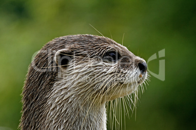 Zwergotter, Fingerotter (Aonyx cinerea), Asian Otter, Oriental Small-clawed Otter