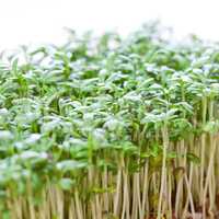 frische Kressesprossen / fresh cress sprouts