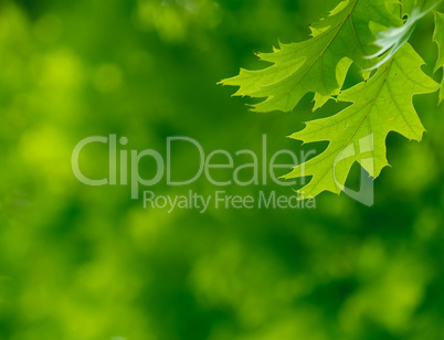 green leaves, shallow focus