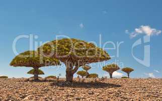 Dragon trees at Dixam plateau, Socotra Island, Yemen