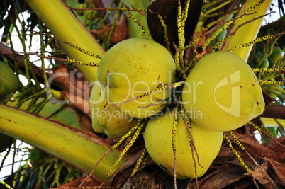 Coconut fruits hanging on the tree