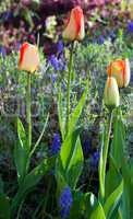 tulips