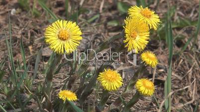 Coltsfoot.