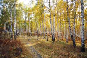autumn birch trees forest