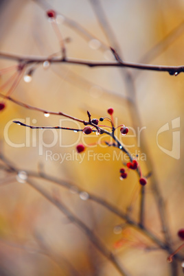 autumn branches