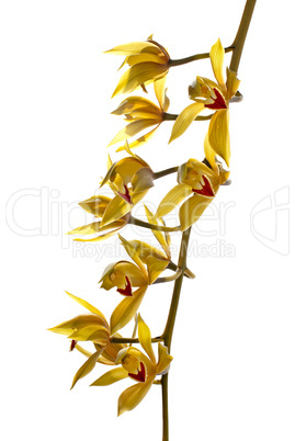 Fresh bright yellow orchid