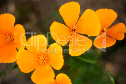 Orange Poppies Field