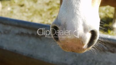 Horse Nose - Huge