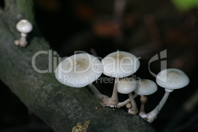 Glänzende Pilze auf einem Baumstamm