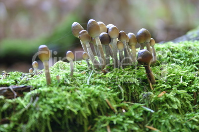 Kleine Pilze auf Moos