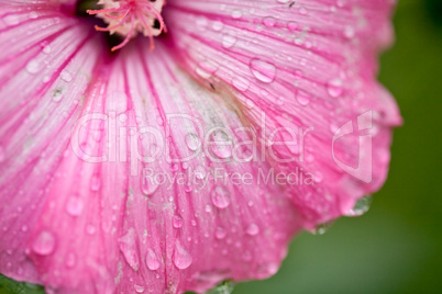 Pink flower