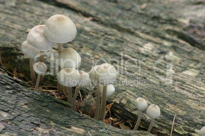 Grosse und kleine Pilze