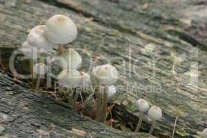 Grosse und kleine Pilze