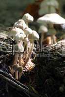 Pilze mit weißen Hüten
