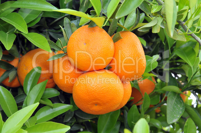ripe oranges at tree