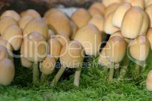 Kleine Pilze auf einem Moospolster