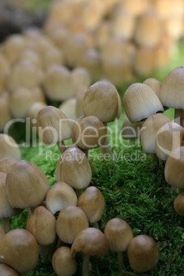Viele kleine Pilze auf einem Moospolster