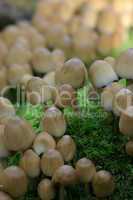Viele kleine Pilze auf einem Moospolster