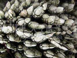 Goose barnacle