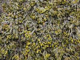 Seaweed background pattern