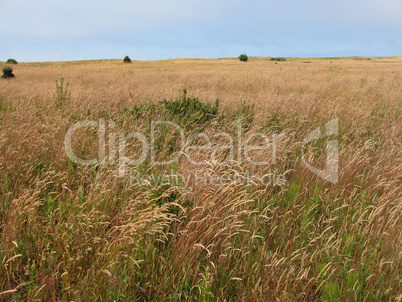 long grass meadow