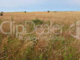 long grass meadow