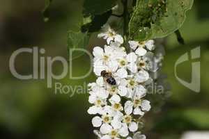 Vogelkirsche (Prunus avium) / Wild cherry (Prunus avium)
