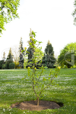 a flowering branch of a tree in the park.