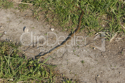 Schlingnatter (Coronella austriaca) / Smooth snake (Coronella au
