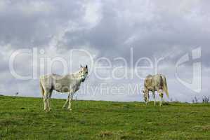 Two white horses