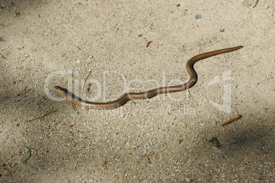 Blindschleiche (Anguis fragilis) / Slow Worm (Anguis fragilis)