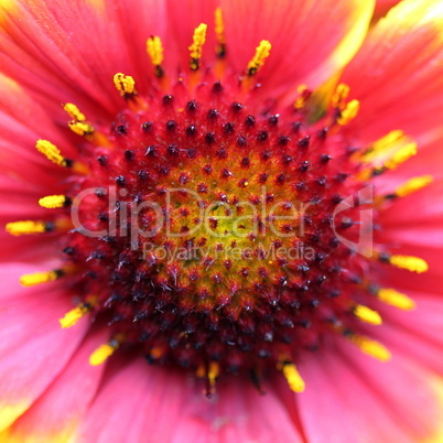 gaillardia