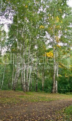 Forest landscape