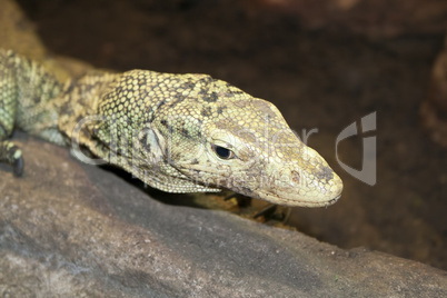 lizard at the zoo in Prague