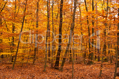 Wald im Herbst, Forest in autumn