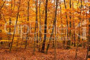 Wald im Herbst, Forest in autumn