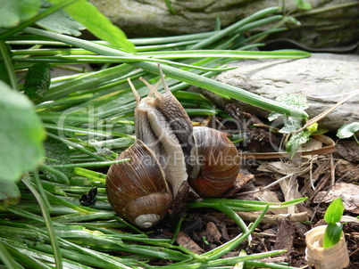 Weinbergschnecken